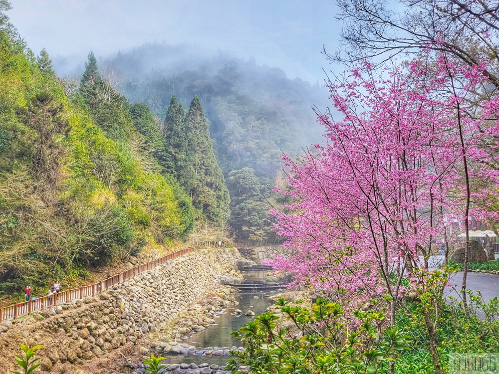 杉林溪櫻花季 每年2月底~3月上旬登場 鬱金香花季同時登場 杉林溪住宿推薦