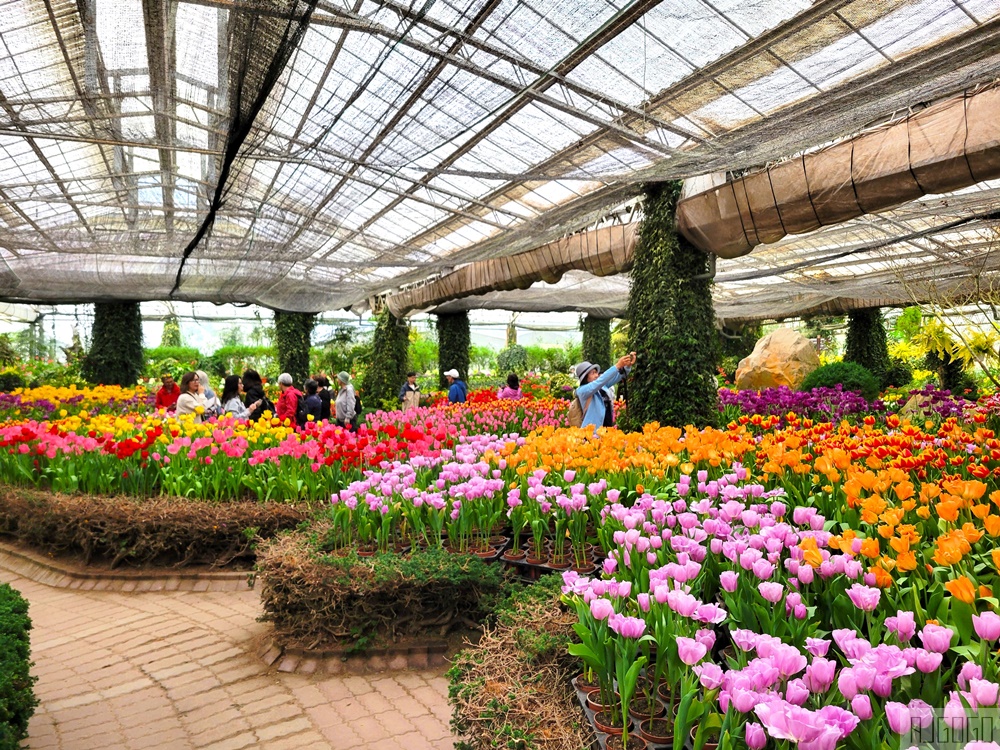 杉林溪櫻花季 每年2月底~3月上旬登場 鬱金香花季同時登場 杉林溪住宿推薦