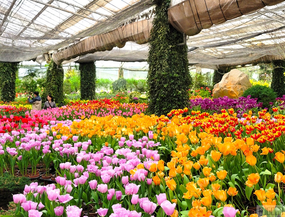 杉林溪櫻花季 每年2月底~3月上旬登場 鬱金香花季同時登場 杉林溪住宿推薦