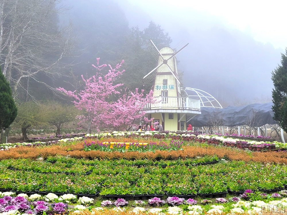 杉林溪櫻花季 每年2月底~3月上旬登場 鬱金香花季同時登場 杉林溪住宿推薦