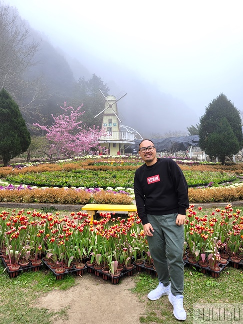 杉林溪櫻花季 每年2月底~3月上旬登場 鬱金香花季同時登場 杉林溪住宿推薦