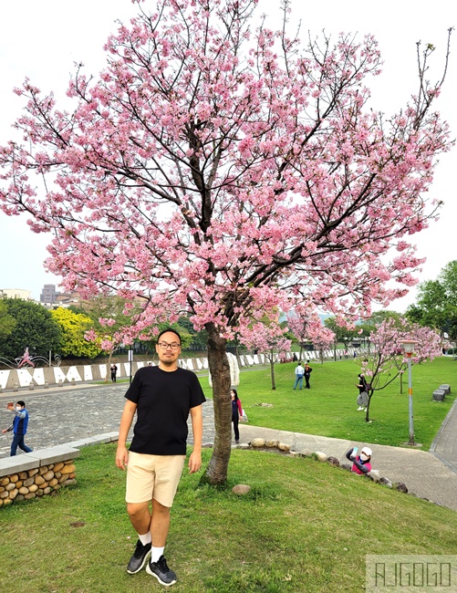 桃園市區櫻花：檜溪(會稽)河濱公園 上百棵富士櫻 每年2月中~3月綻放