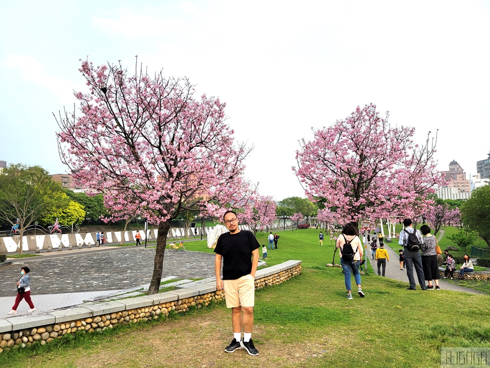 桃園市區櫻花：檜溪(會稽)河濱公園 上百棵富士櫻 每年2月中~3月綻放