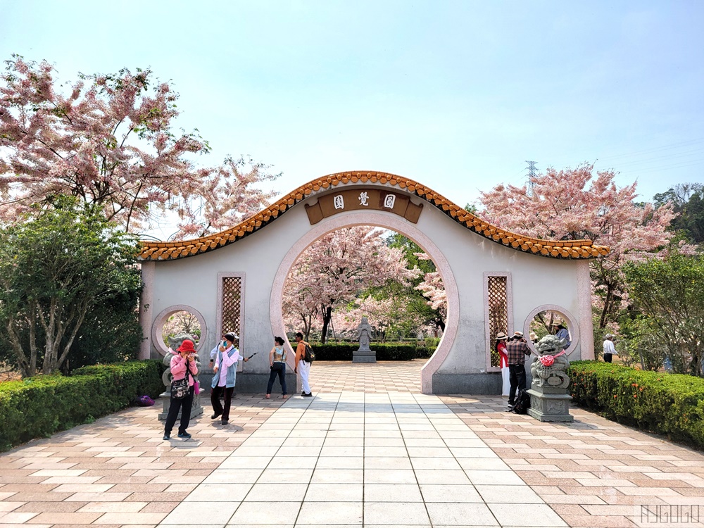 高雄花旗木 六龜神威天臺山道場 每年3~4月花季登場