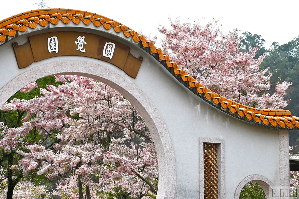 高雄花旗木 六龜神威天臺山道場 每年3~4月花季登場