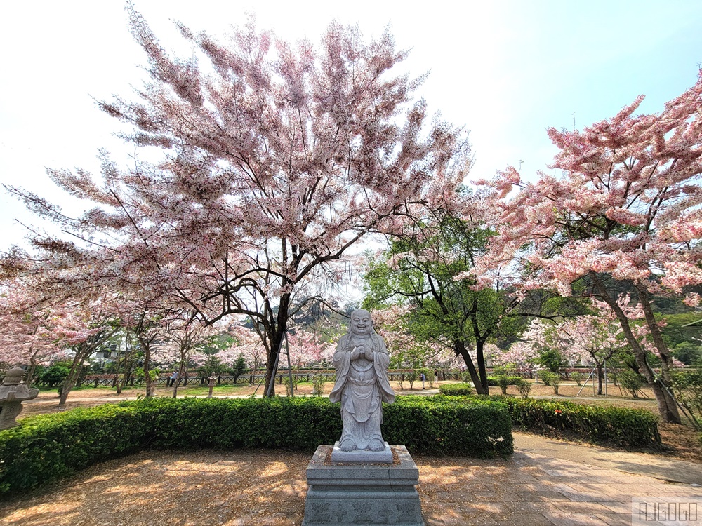 高雄花旗木 六龜神威天臺山道場 每年3~4月花季登場