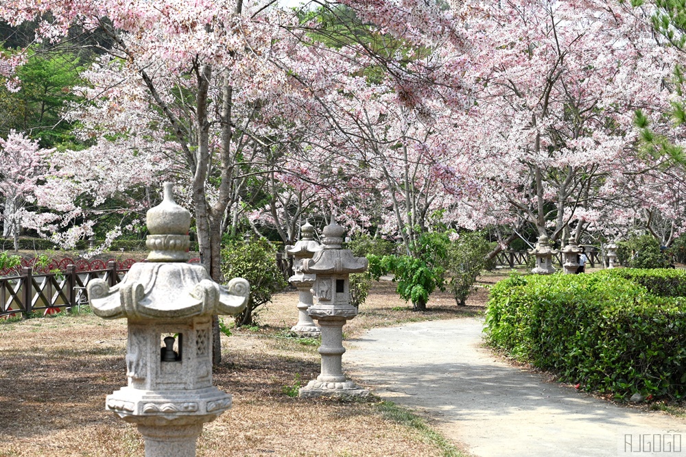 高雄花旗木 六龜神威天臺山道場 每年3~4月花季登場