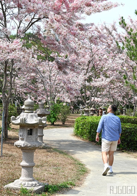 高雄花旗木 六龜神威天臺山道場 每年3~4月花季登場