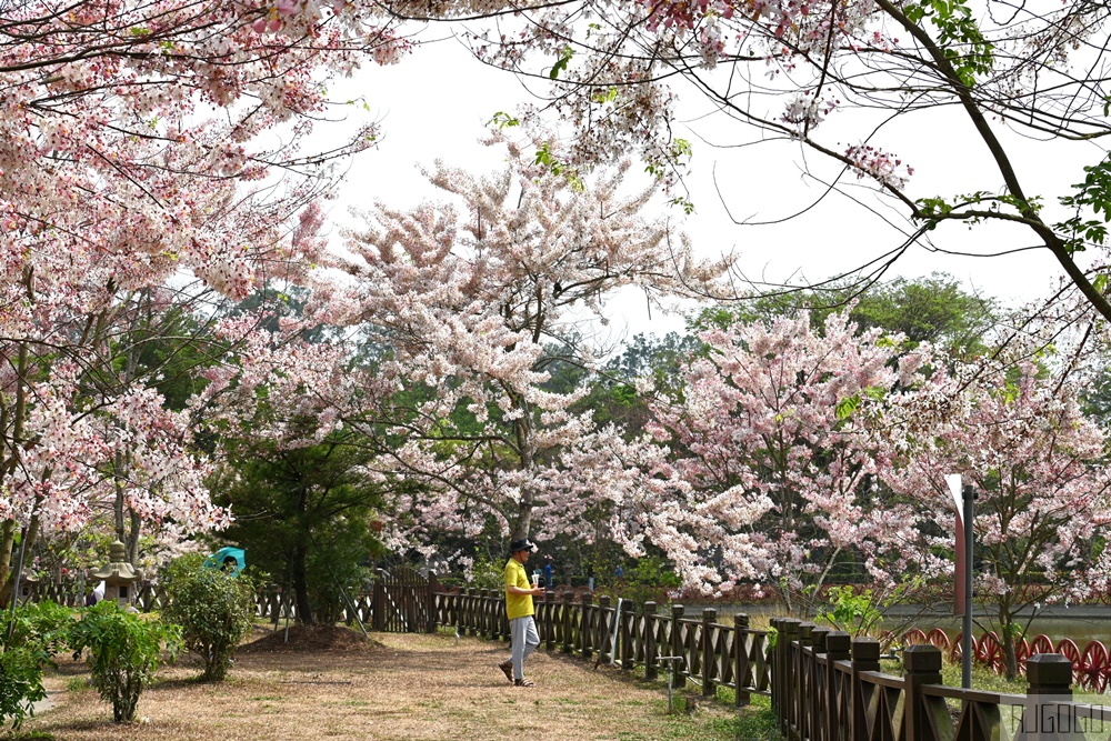 高雄花旗木 六龜神威天臺山道場 每年3~4月花季登場