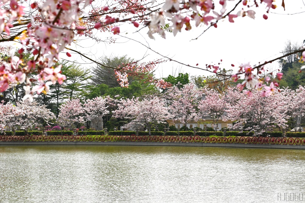 高雄花旗木 六龜神威天臺山道場 每年3~4月花季登場