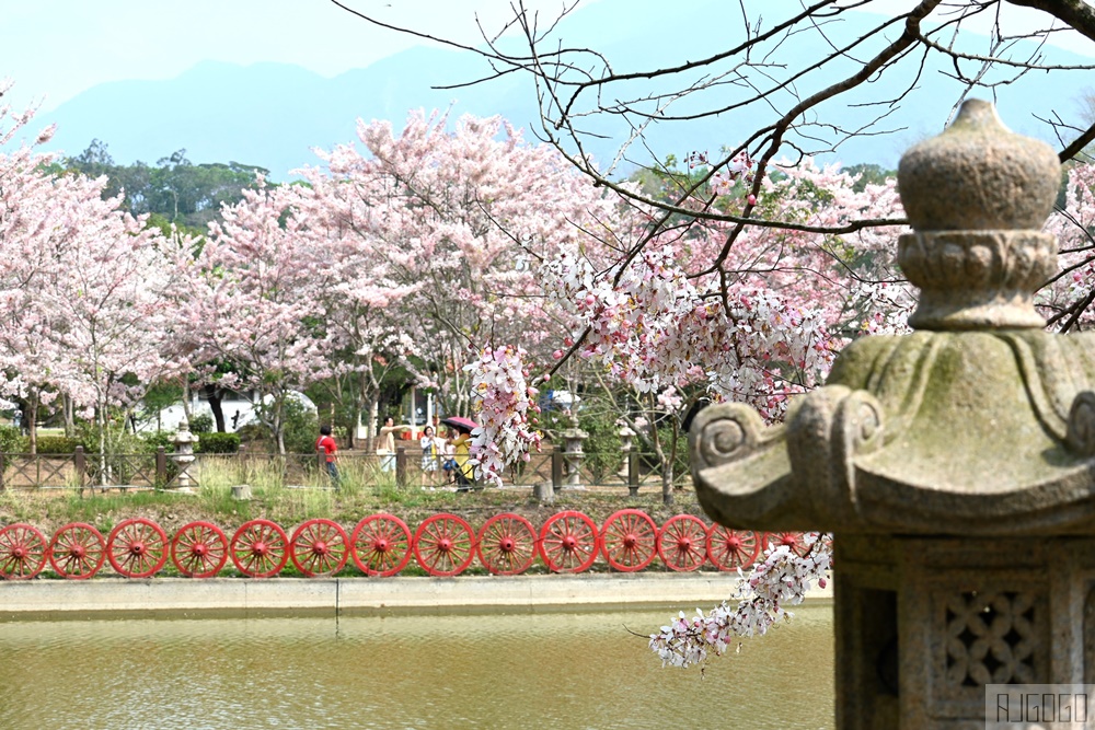 高雄花旗木 六龜神威天臺山道場 每年3~4月花季登場