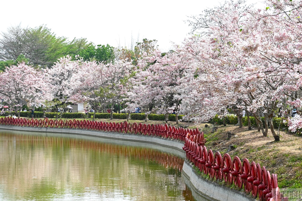 高雄花旗木 六龜神威天臺山道場 每年3~4月花季登場