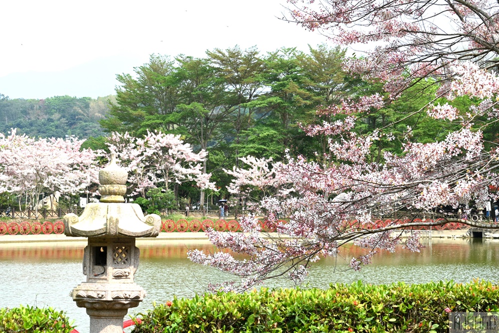 高雄花旗木 六龜神威天臺山道場 每年3~4月花季登場