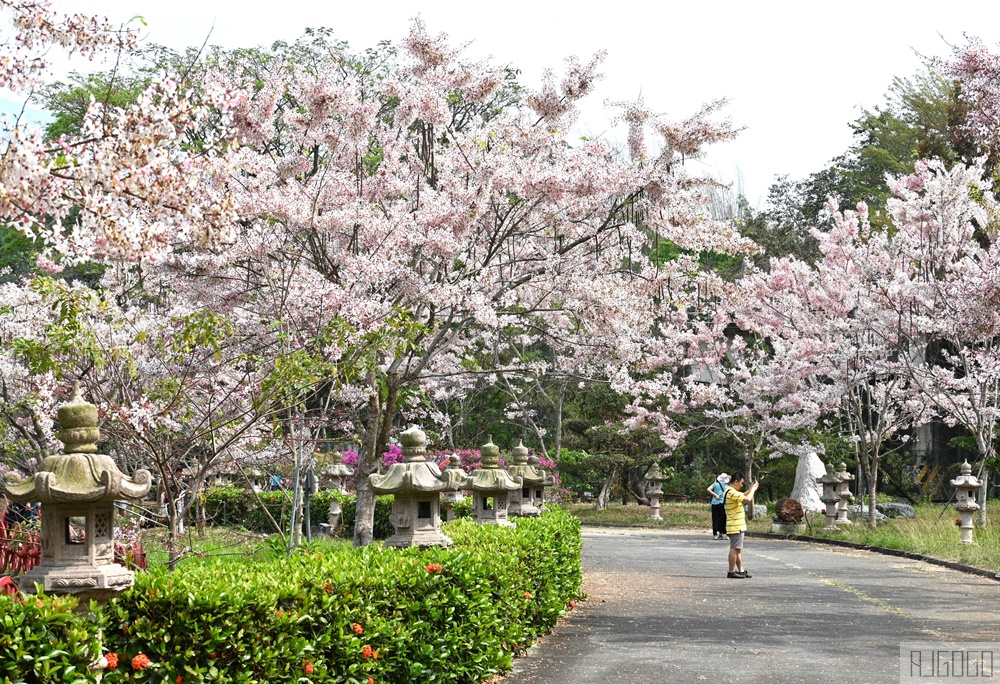 高雄花旗木 六龜神威天臺山道場 每年3~4月花季登場