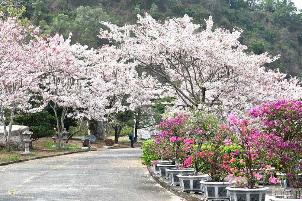 高雄花旗木 六龜神威天臺山道場 每年3~4月花季登場