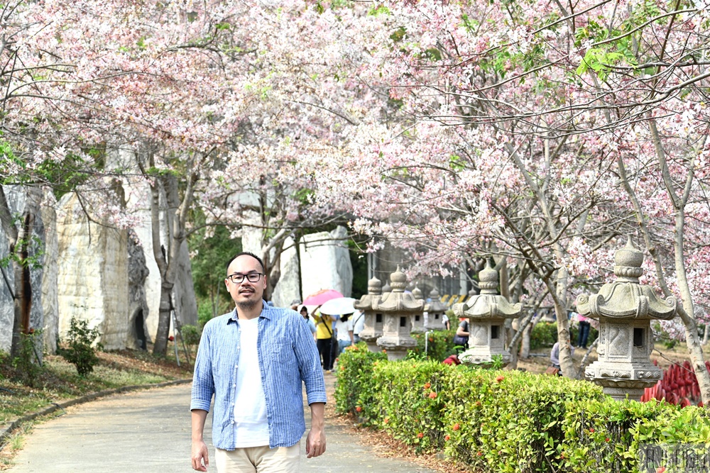 高雄花旗木 六龜神威天臺山道場 每年3~4月花季登場