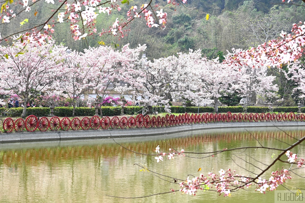 高雄花旗木 六龜神威天臺山道場 每年3~4月花季登場