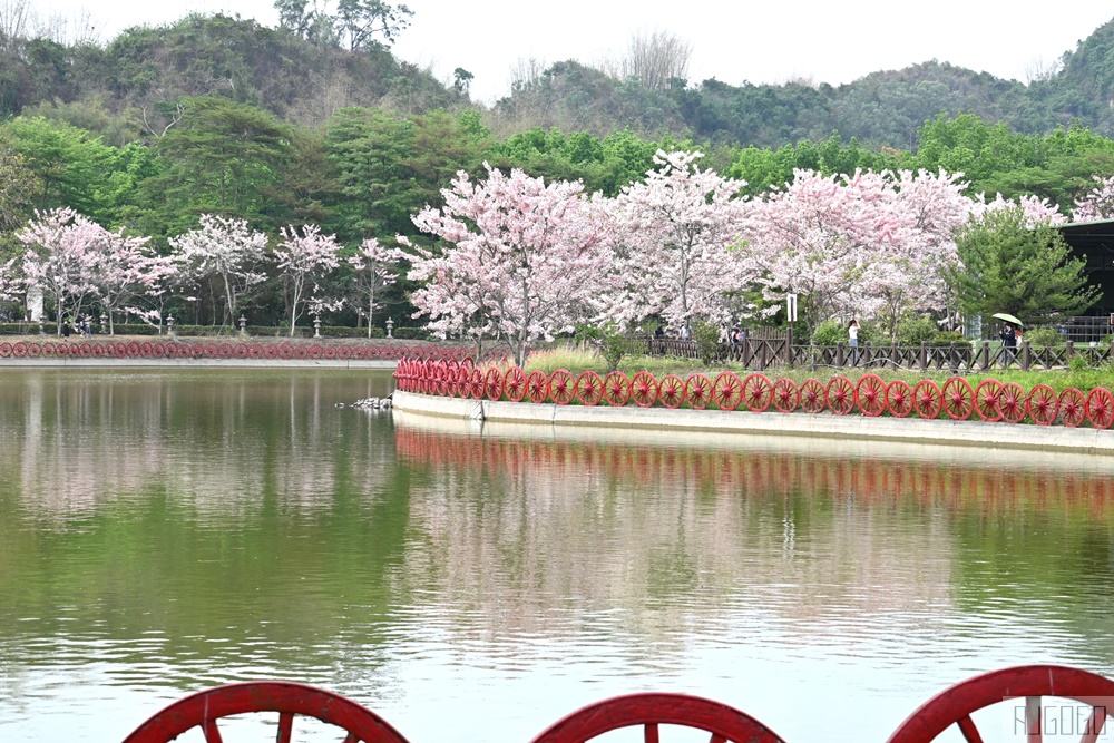 高雄花旗木 六龜神威天臺山道場 每年3~4月花季登場