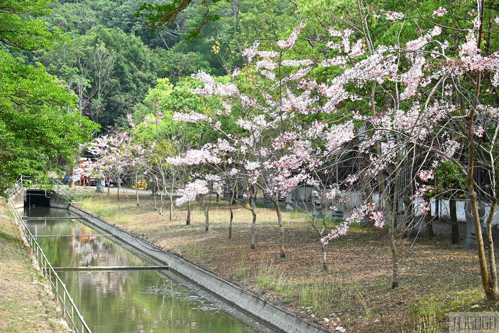 高雄花旗木 六龜神威天臺山道場 每年3~4月花季登場