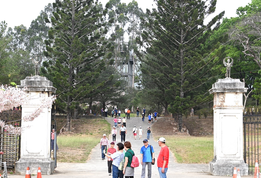 高雄花旗木 六龜神威天臺山道場 每年3~4月花季登場