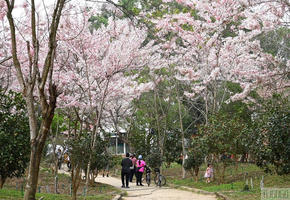 高雄花旗木 六龜神威天臺山道場 每年3~4月花季登場