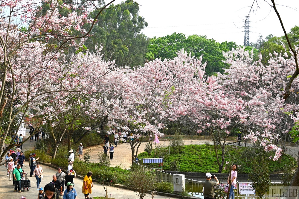 高雄花旗木 六龜神威天臺山道場 每年3~4月花季登場