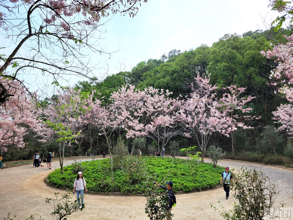 高雄花旗木 六龜神威天臺山道場 每年3~4月花季登場