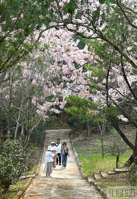 高雄花旗木 六龜神威天臺山道場 每年3~4月花季登場