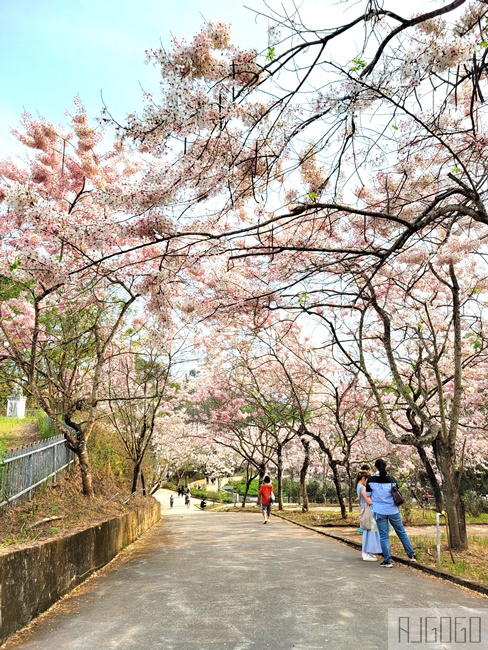 高雄花旗木 六龜神威天臺山道場 每年3~4月花季登場