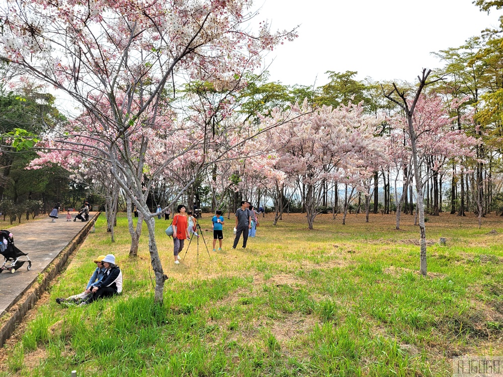 高雄花旗木 六龜神威天臺山道場 每年3~4月花季登場