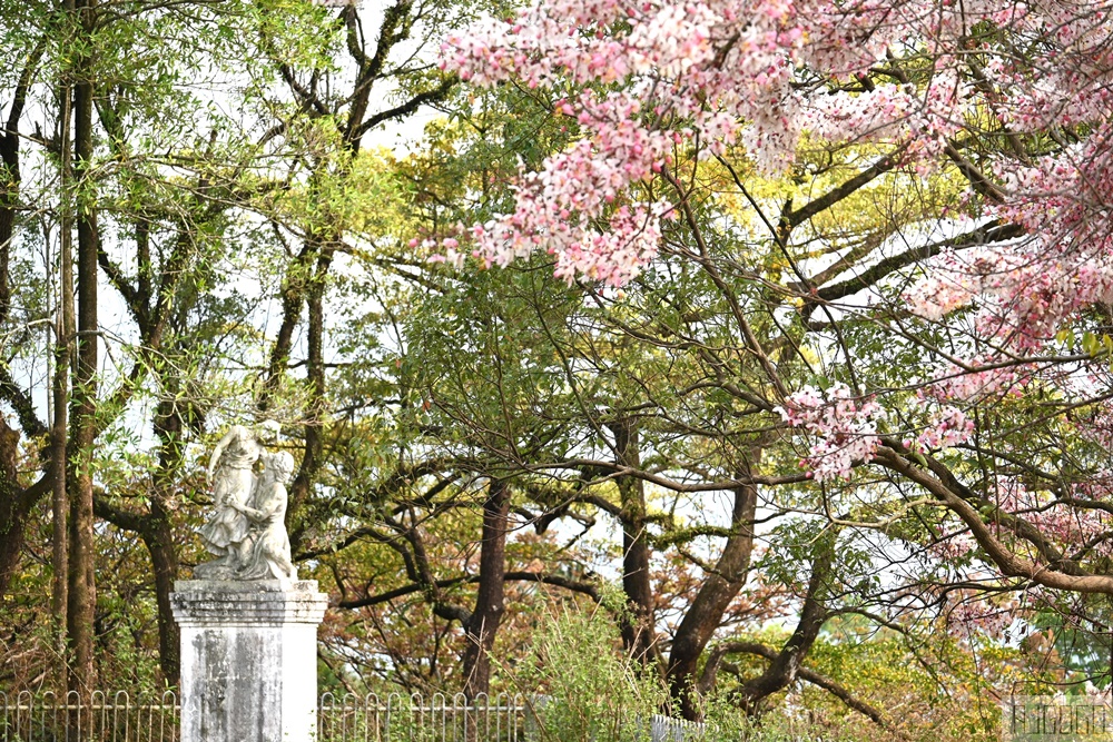 高雄花旗木 六龜神威天臺山道場 每年3~4月花季登場