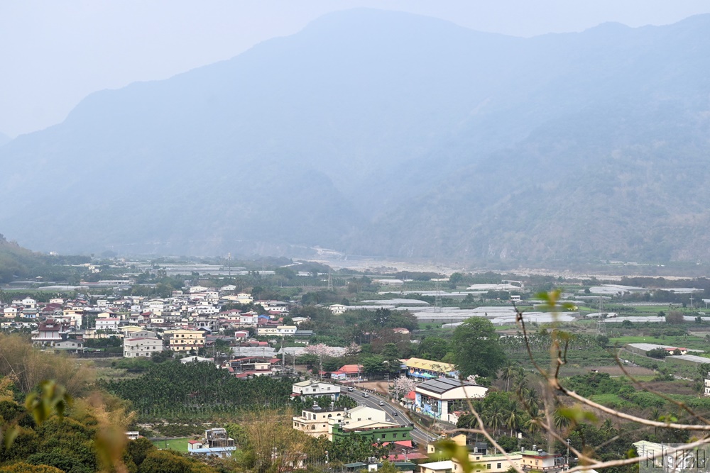 高雄花旗木 六龜神威天臺山道場 每年3~4月花季登場