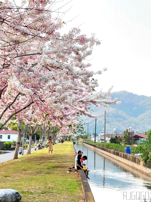 獅子頭水圳 高雄美濃花旗木 每年3~4月開花