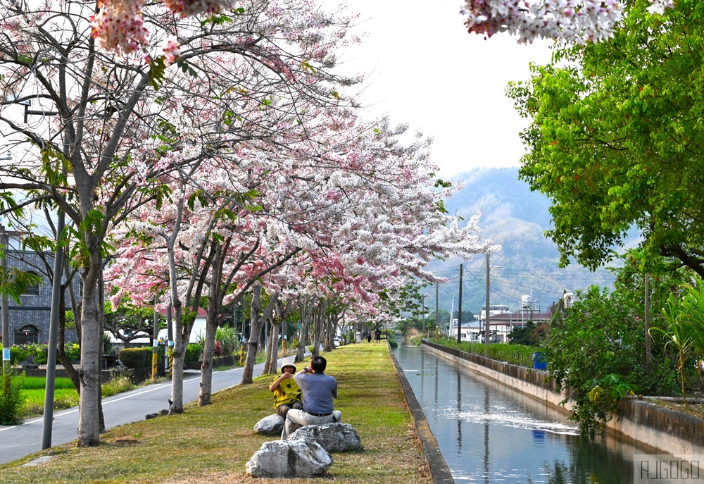 獅子頭水圳 高雄美濃花旗木 每年3~4月開花