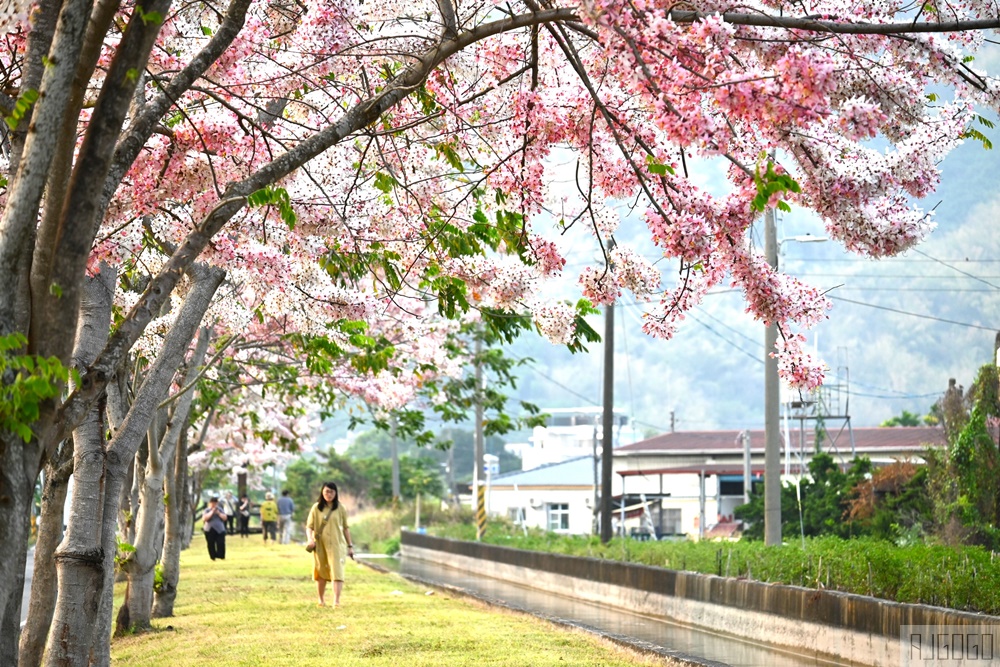 獅子頭水圳 高雄美濃花旗木 每年3~4月開花