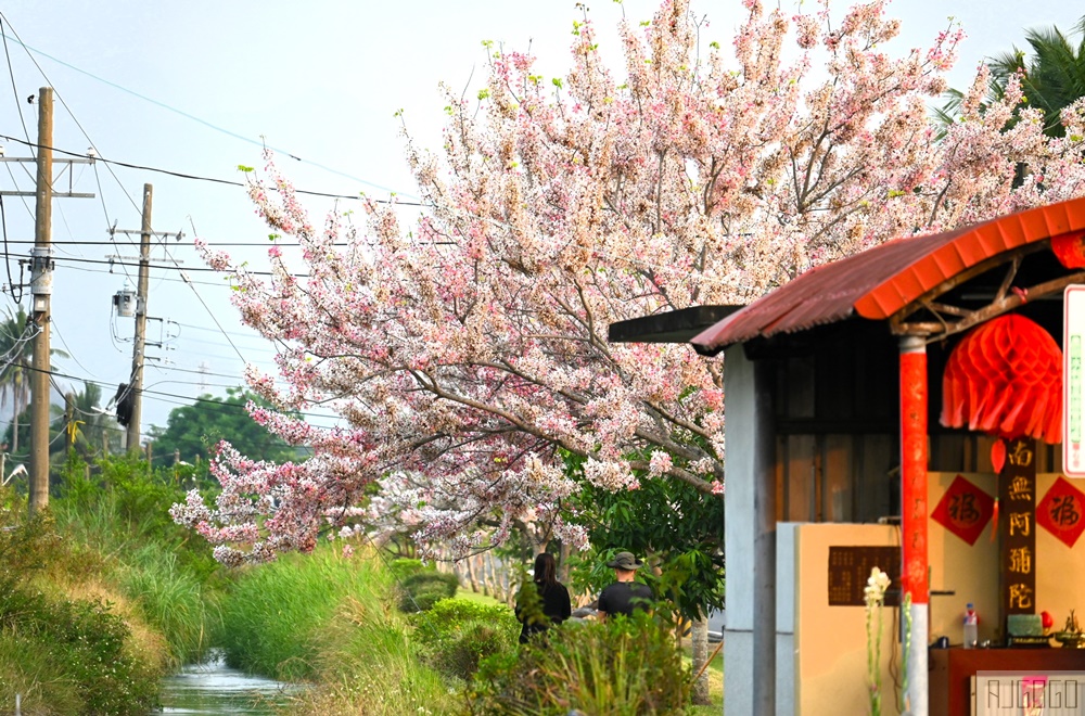 獅子頭水圳 高雄美濃花旗木 每年3~4月開花