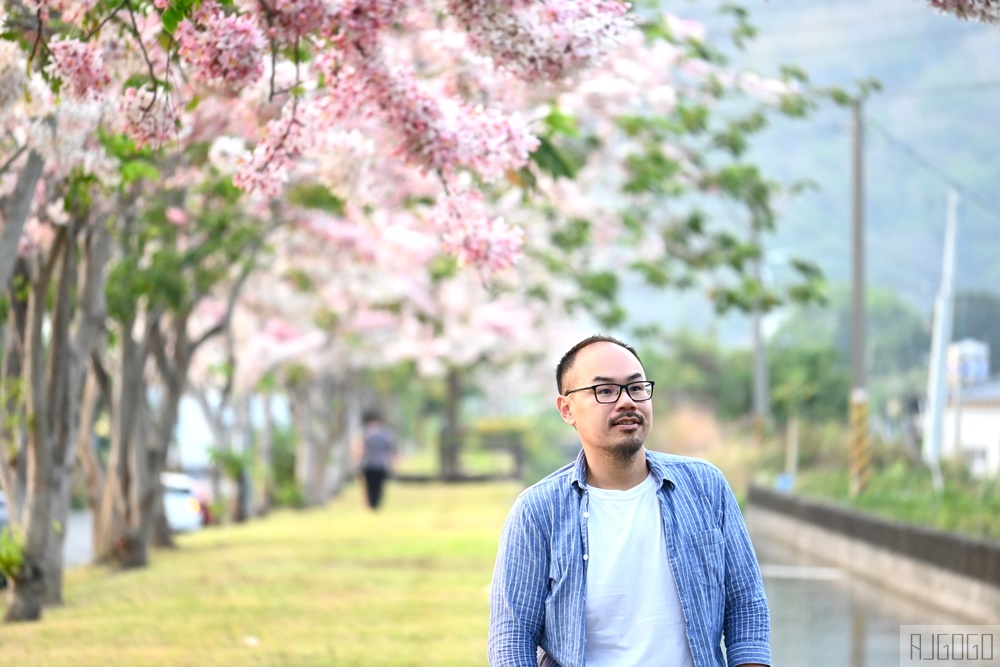 獅子頭水圳 高雄美濃花旗木 每年3~4月開花