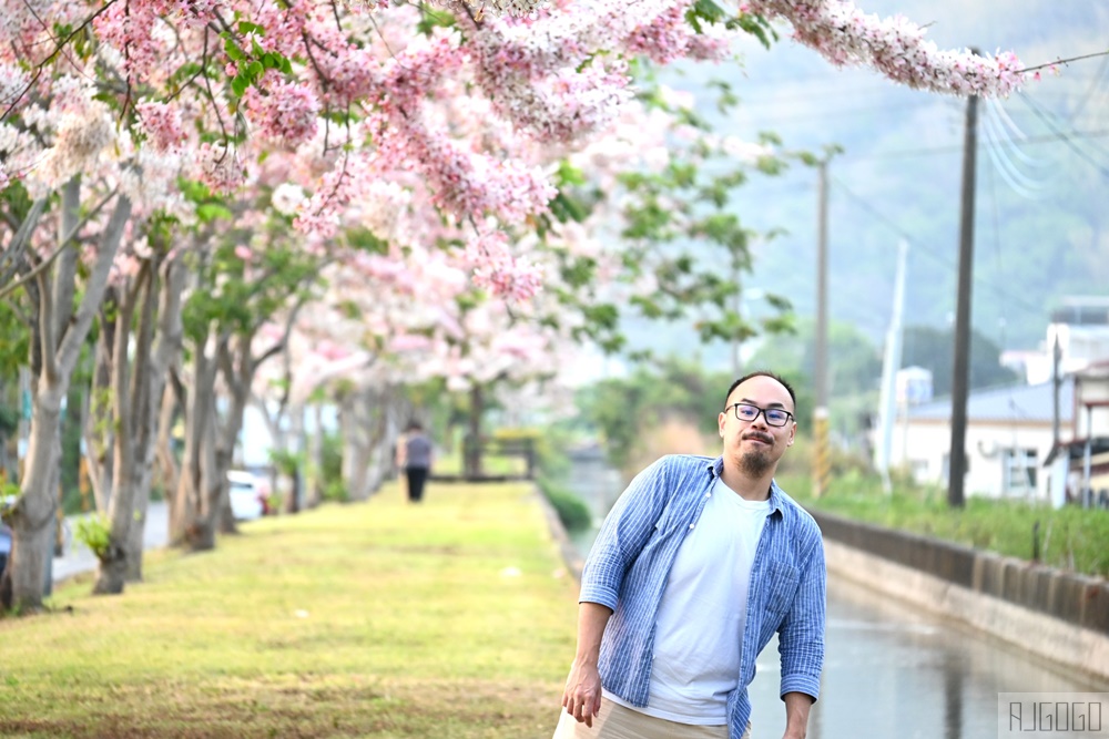 獅子頭水圳 高雄美濃花旗木 每年3~4月開花