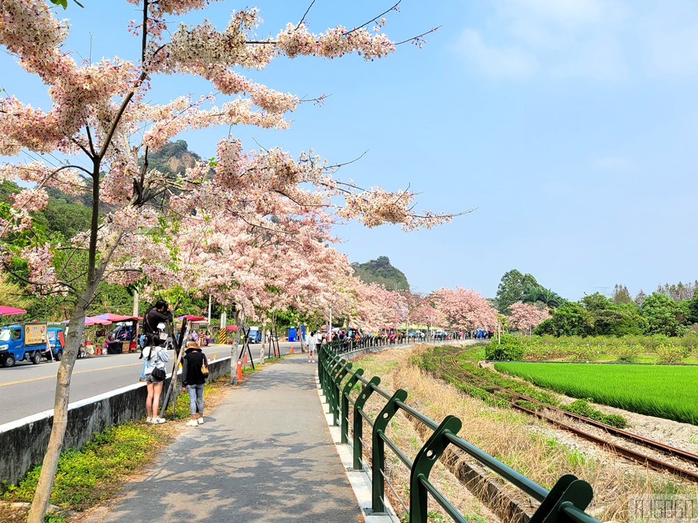 彰化 二水花旗木鐵道 集集線小火車與粉紅花道 每年3月底-4月中旬上演