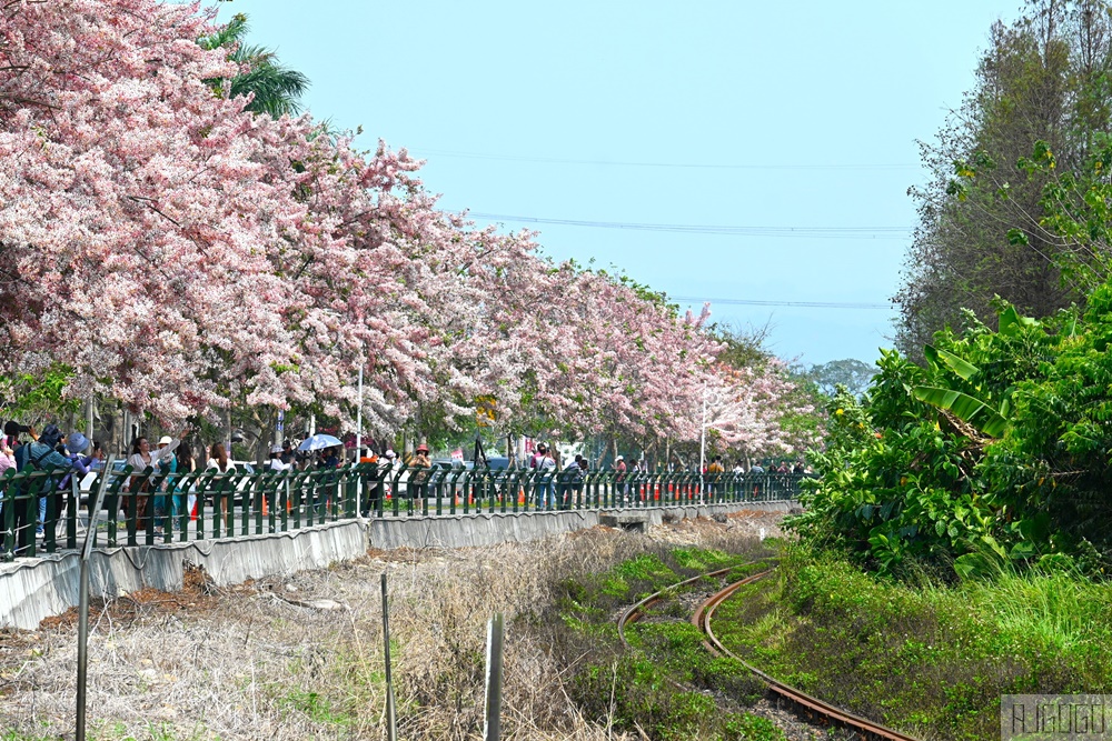 彰化 二水花旗木鐵道 集集線小火車與粉紅花道 每年3月底-4月中旬上演