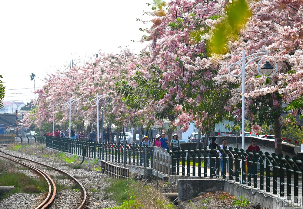 彰化 二水花旗木鐵道 集集線小火車與粉紅花道 每年3月底-4月中旬上演