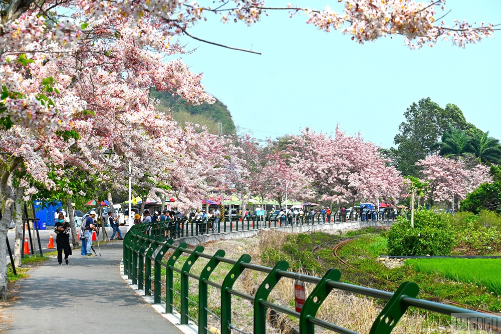 彰化 二水花旗木鐵道 集集線小火車與粉紅花道 每年3月底-4月中旬上演