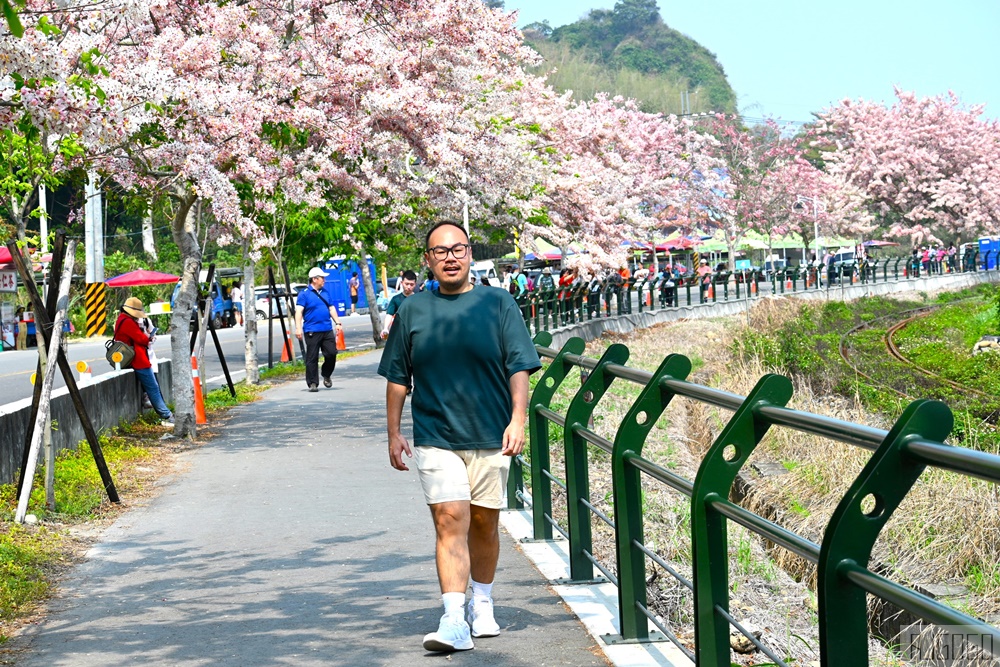 彰化 二水花旗木鐵道 集集線小火車與粉紅花道 每年3月底-4月中旬上演