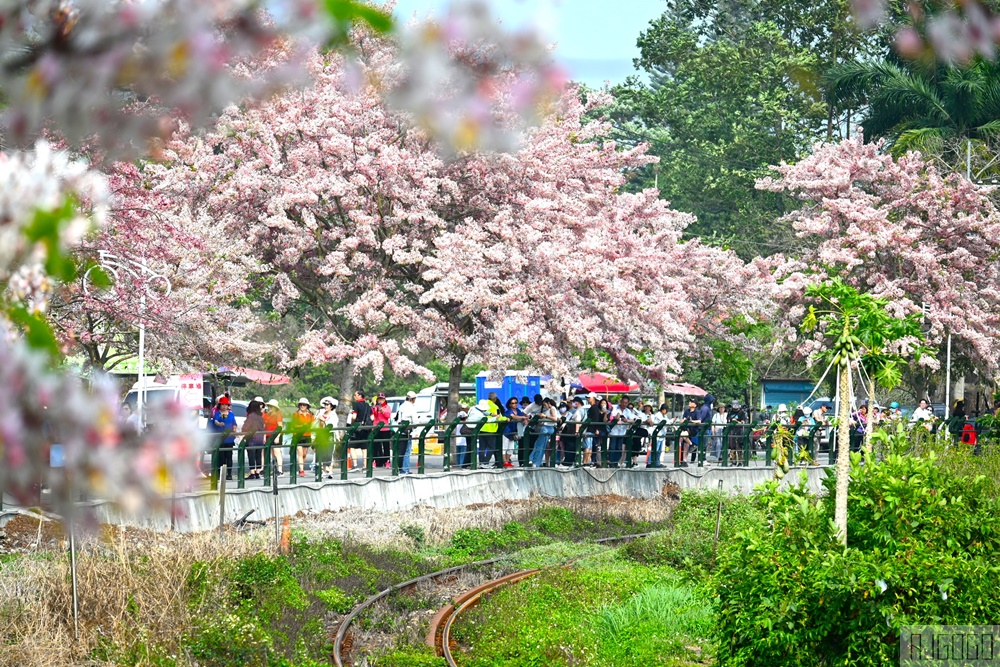 彰化 二水花旗木鐵道 集集線小火車與粉紅花道 每年3月底-4月中旬上演