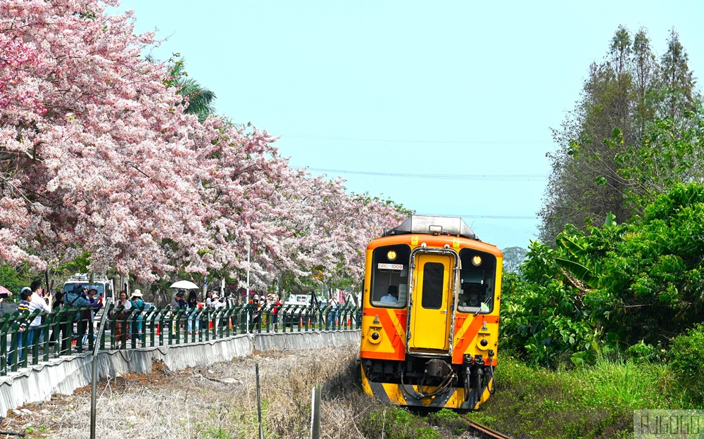 彰化 二水花旗木鐵道 集集線小火車與粉紅花道 每年3月底-4月中旬上演