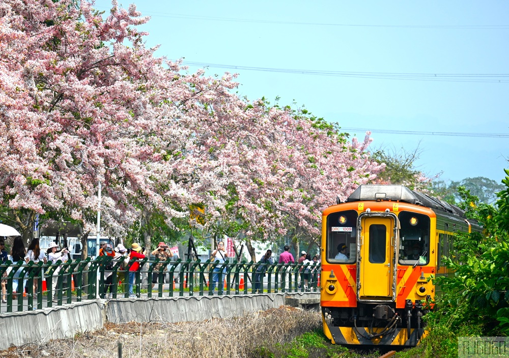 彰化 二水花旗木鐵道 集集線小火車與粉紅花道 每年3月底-4月中旬上演