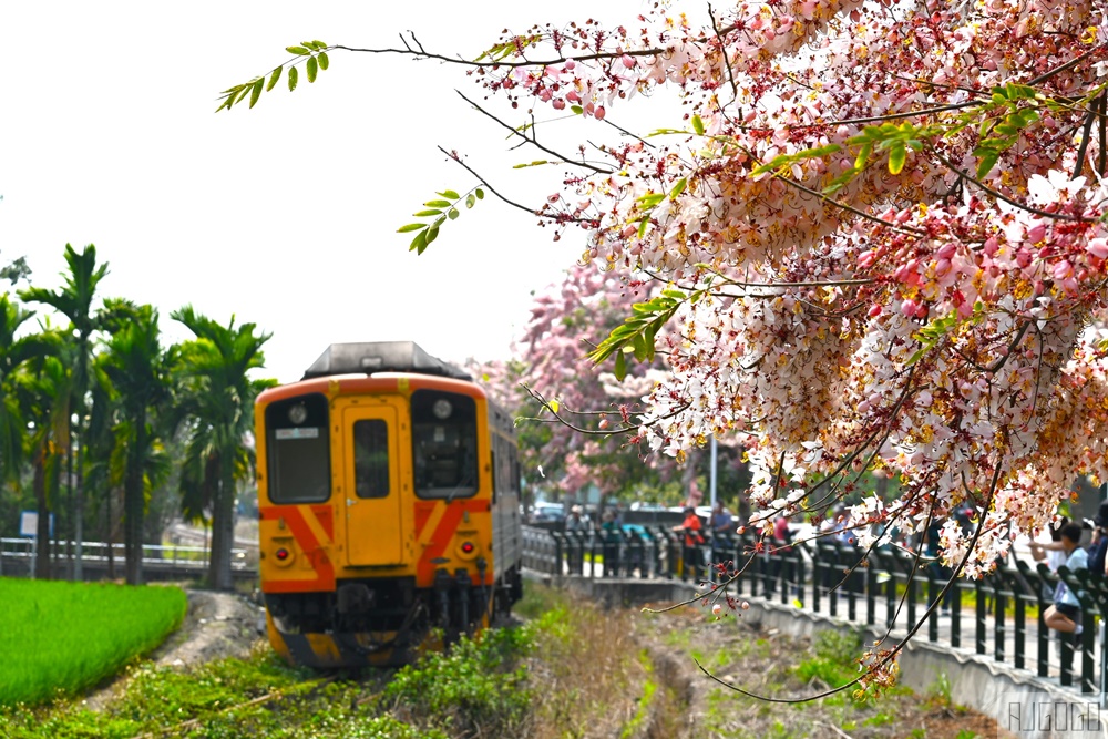 彰化 二水花旗木鐵道 集集線小火車與粉紅花道 每年3月底-4月中旬上演