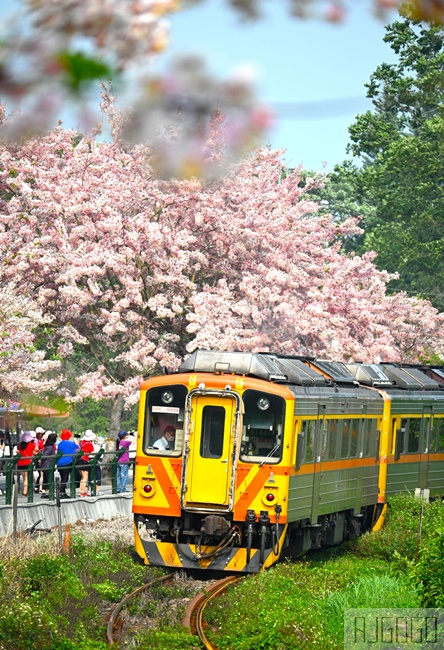 彰化 二水花旗木鐵道 集集線小火車與粉紅花道 每年3月底-4月中旬上演