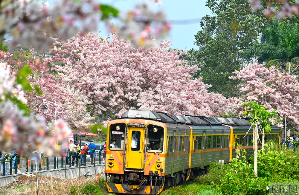 彰化 二水花旗木鐵道 集集線小火車與粉紅花道 每年3月底-4月中旬上演