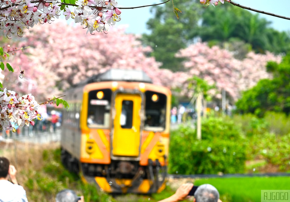 彰化 二水花旗木鐵道 集集線小火車與粉紅花道 每年3月底-4月中旬上演